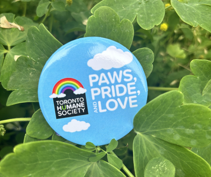 3 Pack of Pride Pins