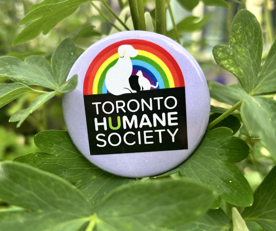 3 Pack of Pride Pins