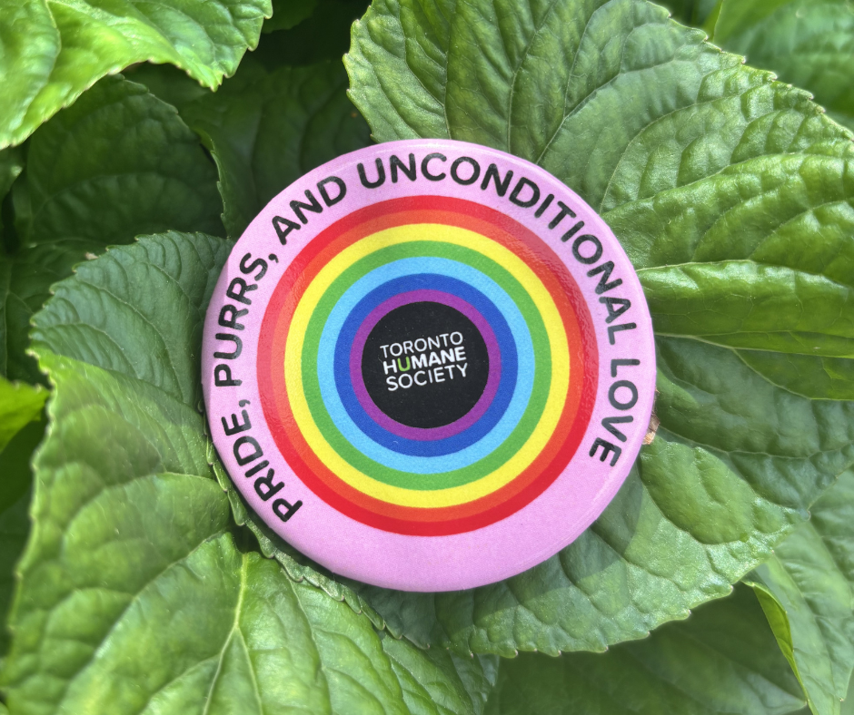 3 Pack of Pride Pins