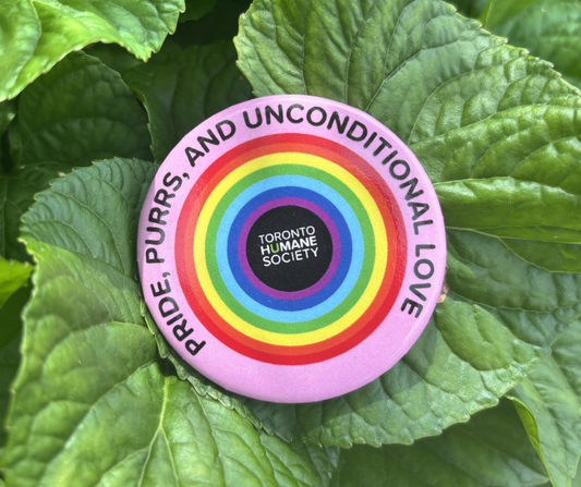 3 Pack of Pride Pins
